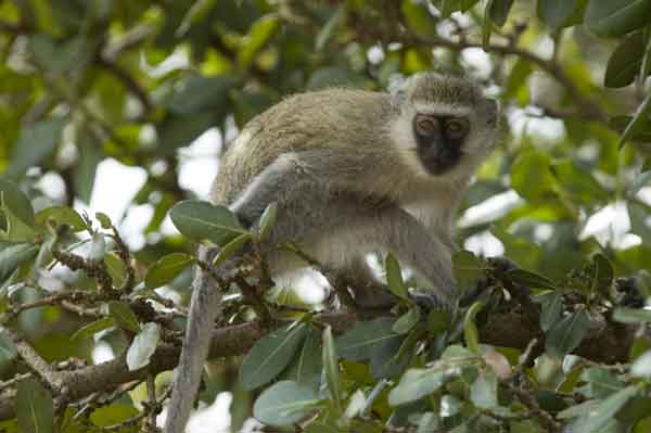 Mono Verde - reserva nacional de Masai Mara - Kenia 2.jpg